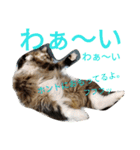 のんちゃんがいっぱい（個別スタンプ：17）