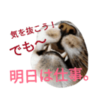 のんちゃんがいっぱい（個別スタンプ：24）
