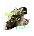 のんちゃんがいっぱい（個別スタンプ：25）