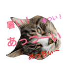 のんちゃんがいっぱい（個別スタンプ：26）