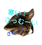 のんちゃんがいっぱい（個別スタンプ：27）