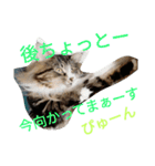のんちゃんがいっぱい（個別スタンプ：29）