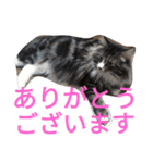 のんちゃんがいっぱい（個別スタンプ：30）
