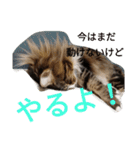 のんちゃんがいっぱい（個別スタンプ：33）