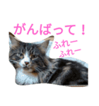 のんちゃんがいっぱい（個別スタンプ：34）
