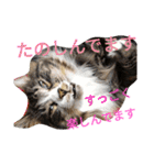 のんちゃんがいっぱい（個別スタンプ：36）
