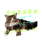 のんちゃんがいっぱい（個別スタンプ：37）