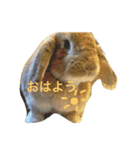 うさぎのぷーちゃん2（個別スタンプ：1）