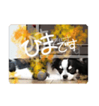 よく使うこたろう（個別スタンプ：1）