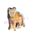 みつことたま（個別スタンプ：1）