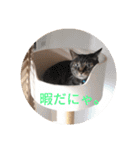 みつことたま（個別スタンプ：4）