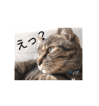 みつことたま（個別スタンプ：10）