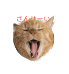 みつことたま（個別スタンプ：14）