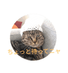 みつことたま（個別スタンプ：15）