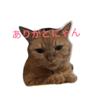 みつことたま（個別スタンプ：16）