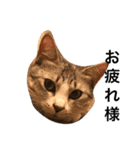 うちのねこ使いませんか（個別スタンプ：9）