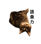 うちのねこ使いませんか（個別スタンプ：11）