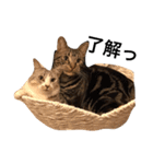 うちのねこ使いませんか（個別スタンプ：16）