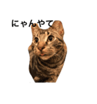 うちのねこ使いませんか（個別スタンプ：18）
