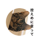 うちのねこ使いませんか（個別スタンプ：19）