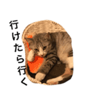 うちのねこ使いませんか（個別スタンプ：23）