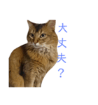 ソマリのこたろう君（個別スタンプ：4）