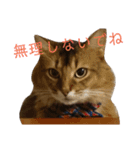 ソマリのこたろう君（個別スタンプ：5）