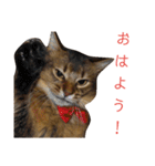ソマリのこたろう君（個別スタンプ：7）