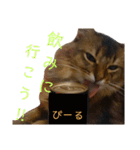 ソマリのこたろう君（個別スタンプ：8）