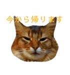 ソマリのこたろう君（個別スタンプ：14）