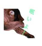 ソマリのこたろう君（個別スタンプ：18）