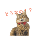 ソマリのこたろう君（個別スタンプ：23）