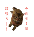 ソマリのこたろう君（個別スタンプ：29）