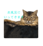 ソマリのこたろう君（個別スタンプ：30）