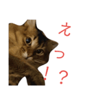 ソマリのこたろう君（個別スタンプ：31）