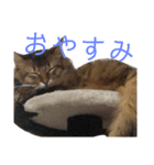 ソマリのこたろう君（個別スタンプ：32）