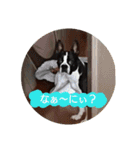 ボストンテリアのテオ 2（個別スタンプ：5）