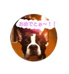 ボストンテリアのテオ 2（個別スタンプ：11）