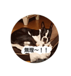ボストンテリアのテオ 2（個別スタンプ：14）
