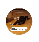 ボストンテリアのテオ 2（個別スタンプ：15）