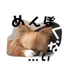 のこに癒されて…（個別スタンプ：7）
