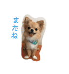 のこに癒されて…（個別スタンプ：17）