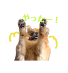 ポメコロスタンプ その弐（個別スタンプ：2）