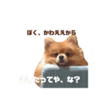 ポメコロスタンプ その弐（個別スタンプ：21）