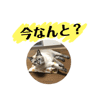 癒されうちのにゃんこの日常会話（個別スタンプ：18）