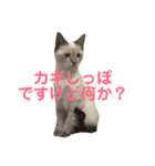 癒されうちのにゃんこの日常会話（個別スタンプ：22）