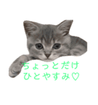 ブリティッシュのりんちゃん（個別スタンプ：2）