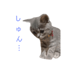 ブリティッシュのりんちゃん（個別スタンプ：3）