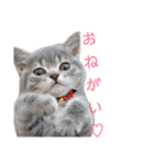 ブリティッシュのりんちゃん（個別スタンプ：4）