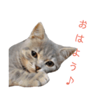 ブリティッシュのりんちゃん（個別スタンプ：7）